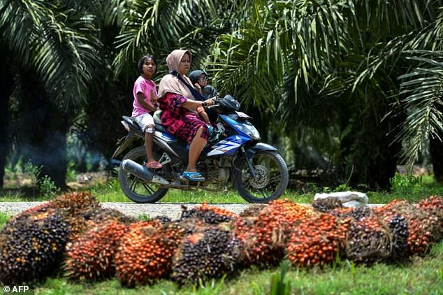 Bela Petani Sawit, Presiden Jokowi Janji Lawan Kebijakan Uni Eropa